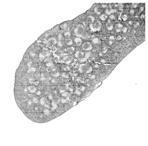 ../../_images/Reproduction_Mouse_Spleen_Datasets_1_Histological_Validation_5_1.png