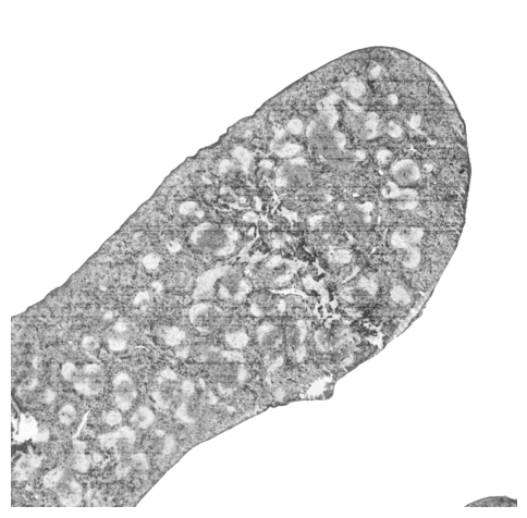 ../../_images/Reproduction_Mouse_Spleen_Datasets_1_Histological_Validation_5_3.png